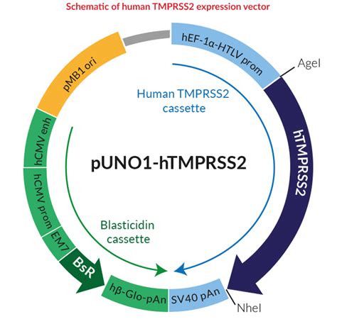 tmprss sars   plasmids invivogen