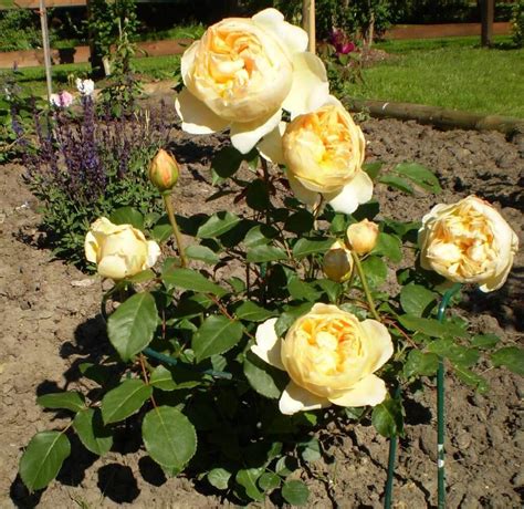 Джуд Де Обскур Роза Фото И Описание – Telegraph