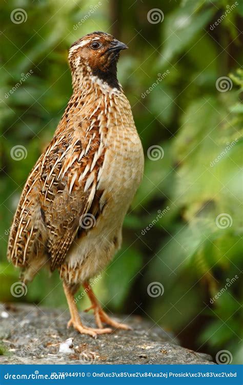 Common Quail, Coturnix Coturnix, Bird in the Nature Habitat. Quail
