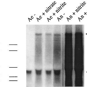 Northern Blot Analyses Of The NreABC Operon Total RNA 15 G