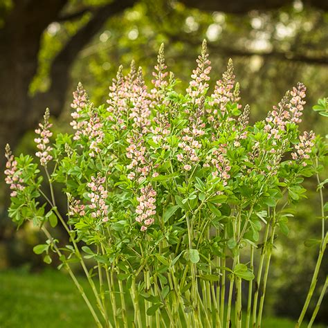 Decadence® Dark Chocolate False Indigo | Plant Addicts