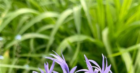 Василек луговой | Пикабу