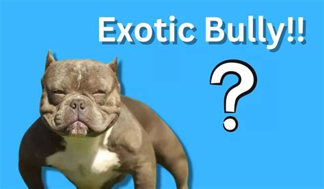 Exotic Bully - A Complete Guide!!