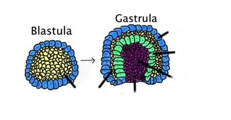 gastrulation Diagram | Quizlet