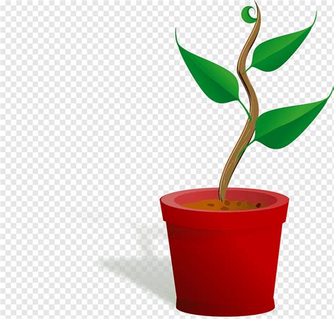 Maceta Creciente Hoja Planta Png Pngwing