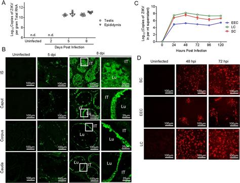 ZIKV Replication In The Mouse Epididymis And Simian Primary Cells