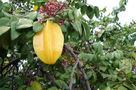Carambola, Averrhoa carambola