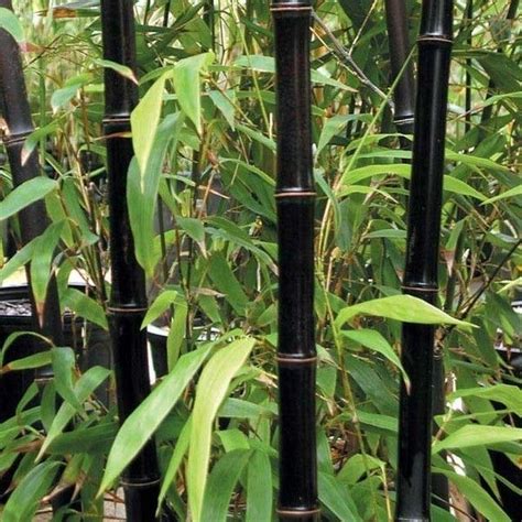 Bambu De Jardim Bambu Preto Phyllostachys Nigra Growing Bamboo