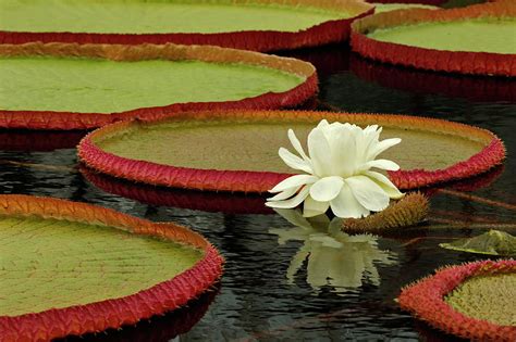 Giant Lily Pads And Waterlily In Bloom By Adam Jones