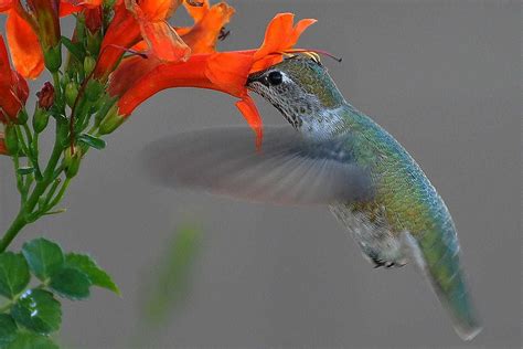 Как колибри опыляет цветы - фото