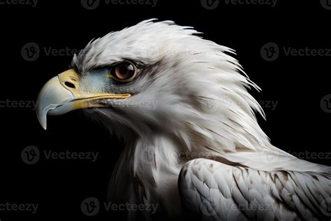 Eagle isolated on white background 22299696 Stock Photo at Vecteezy