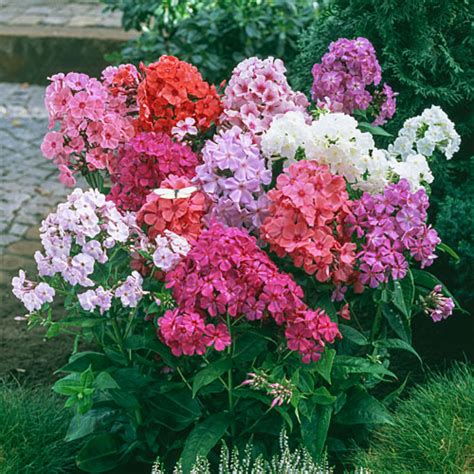 Tall Pink Phlox