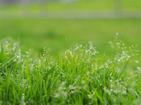 Why Is My Grass Going To Seed | Storables