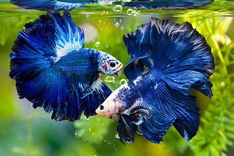 7 Manfaat Daun Ketapang Untuk Ikan Cupang Berkeluarga