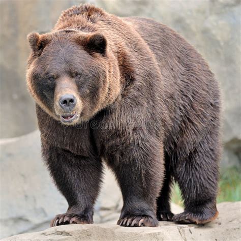 grizzly bear growling stock photo image  carnivore