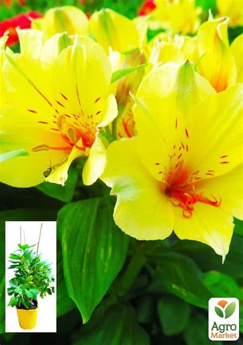 Альстромерия (перуанская лилия) "Spring Valley" С2 высота 30-60см ...