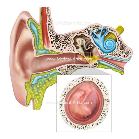 Ear Nose And Throat Anatomy Diagram