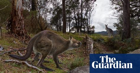 ‘Unlike anything today’: Gippsland fossil unlocks secrets of kangaroo that died out 46,000 years ...