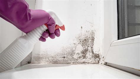 Removing Mould From Walls: How to Clean And Kill Spores | Homebuilding