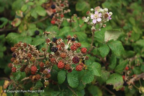 Wild Berries | Pure Project