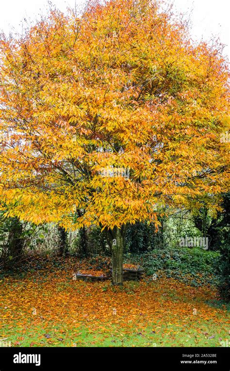 Hoja De Fagus Sylvatica Fotograf As E Im Genes De Alta Resoluci N Alamy