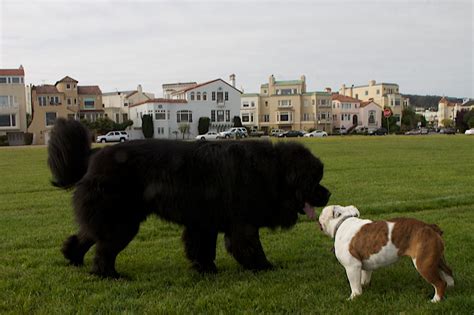 Безплатна снимка : гръбначен, Нюфаундленд, куче като бозайник, куче ...