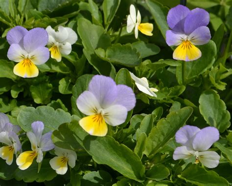 Фиалка полевая (103 фото) - фото - картинки и рисунки: скачать бесплатно