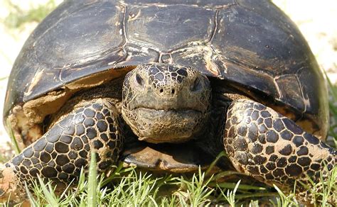 Gopher Tortoise The Animal Facts Appearance Diet Habitat Behavior