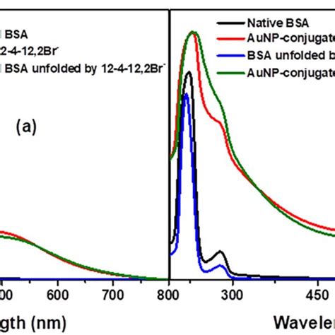 Uv Vis Absorption Spectra Of 10 μm Of A Bsa And Aunps Conjugated Bsa