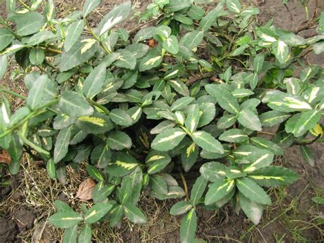 Купить Бруслина Форчуна 'Sunspot' - Новий Сад