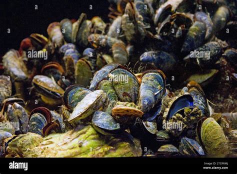 Blue Mussel Or Common Mussel Mytilus Edulis Is An Edible Bivalve