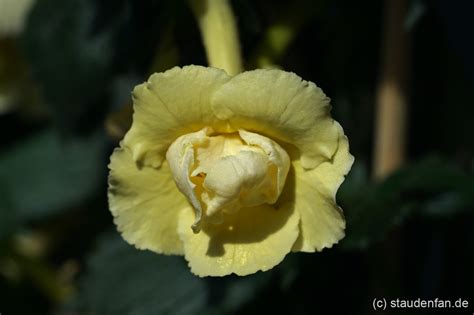 Achimenes ‘Yellow English Rose’, Rhizom – Gärtnerei Staudenfan