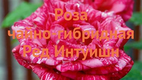 Роза чайно-гибридная Ред Интуишн (red intuition) 🌿 обзор: как сажать ...
