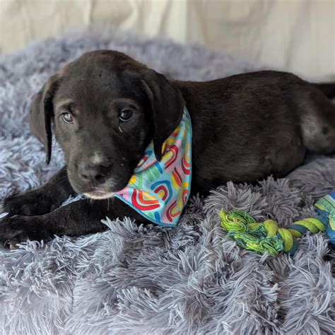 Animal Humane Society Of Hennepin County in Golden Valley, MN