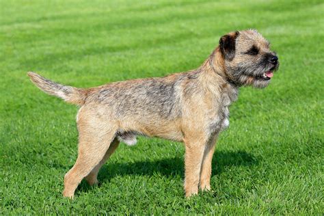 Border Terrier Dog Breed Facts And Information Wag Dog Walking