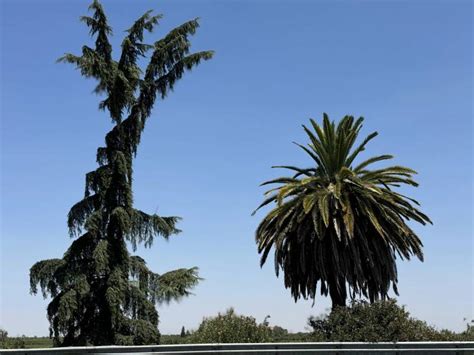An Iconic Roadside Landmark In Central Valley Doesnt Have Much Time