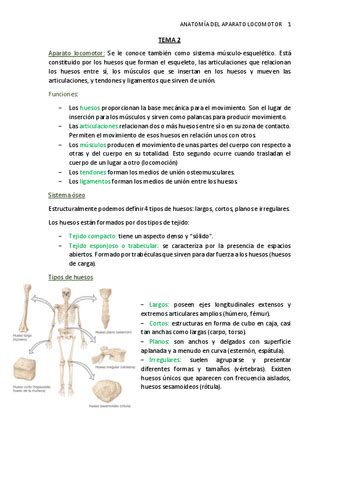 Tema 16 Huesos Del Torax Y Abdomen Pdf