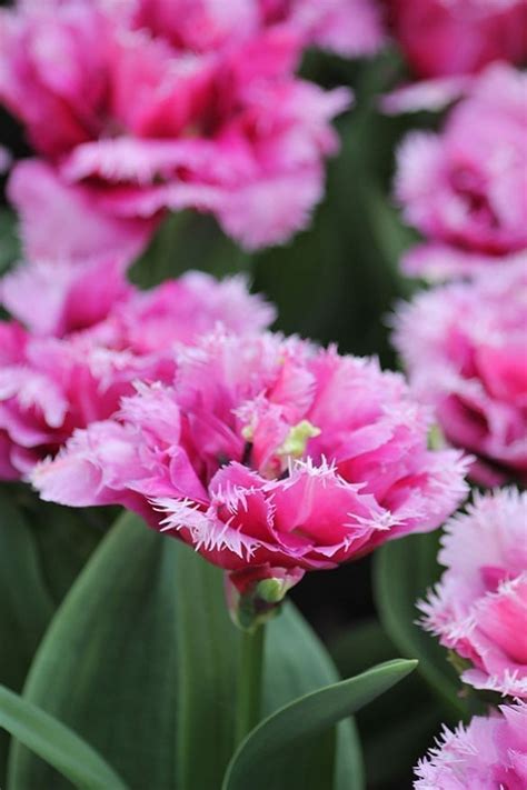 Mascotte | Onings Holland Flowerbulbs