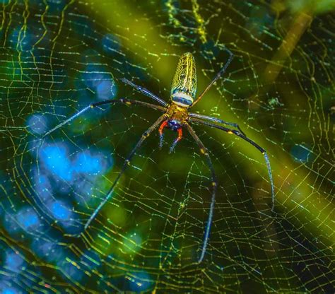 Spiders In Nature Stock Photos Royalty Free Spiders In Nature Images