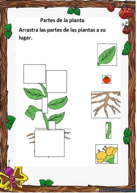 Partes De La Planta Interactive Exercise For Pre Escolar Live Worksheets