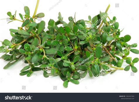 Unusual Edible Plant Called Portulaca Oleracea Stock Photo 1262441944 ...