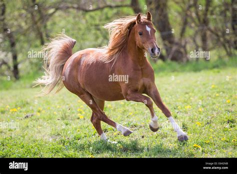 Welsh Pony Sektion B Chestnut Mare Gallopieren Auf Einer Weide Im