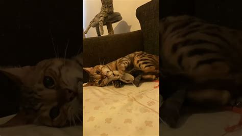 Mini Leopardo Atacando Youtube