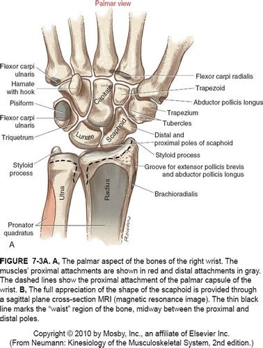 DPT 700 Wrist Biomechanics Flashcards Quizlet