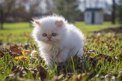 Cats, Kittens, White, Grass, HD Wallpaper | Rare Gallery