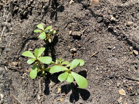 What weeds are commonly found in roadside turfgrass areas in Minnesota