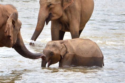 How To Visit Sri Lankas Pinnawala Elephant Orphanage