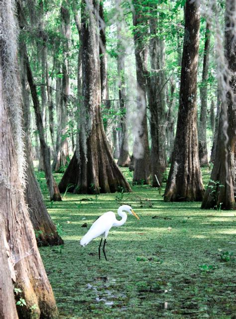 Tage In New Orleans Das Solltest Du Nicht Verpassen