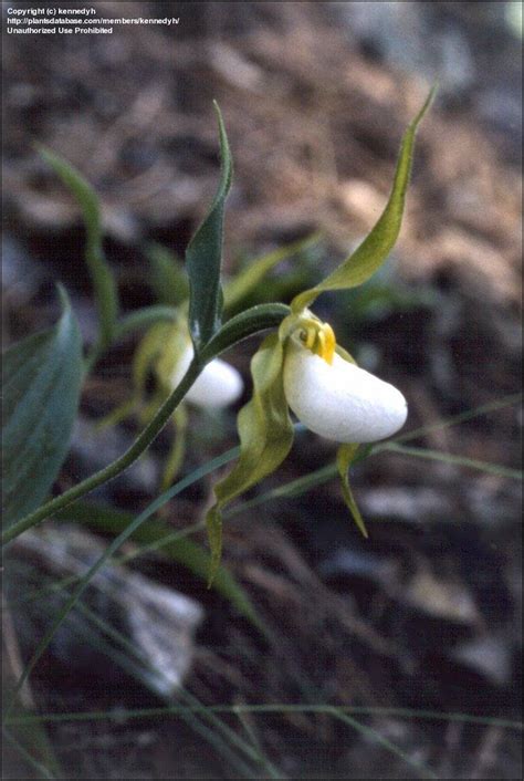 Plantfiles Pictures Species Orchid Cypripedium Large Lady S Slipper