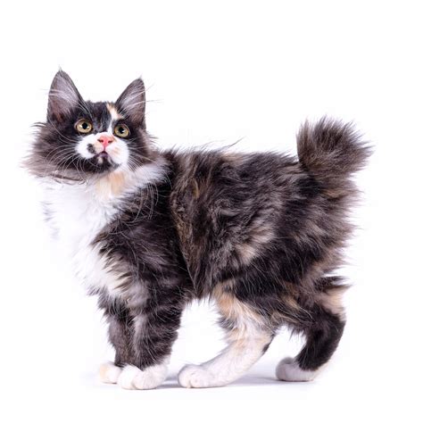 American Bobtail Breed Information | American Bobtail Characteristics, Grooming, Temperament ...